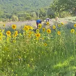 Azienda Agricola Il Querceto *