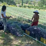 Azienda Agricola Il Querceto * Marsicovetere