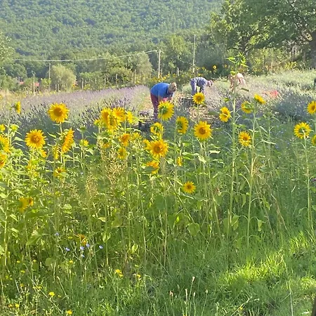 Azienda Agricola Il Querceto *