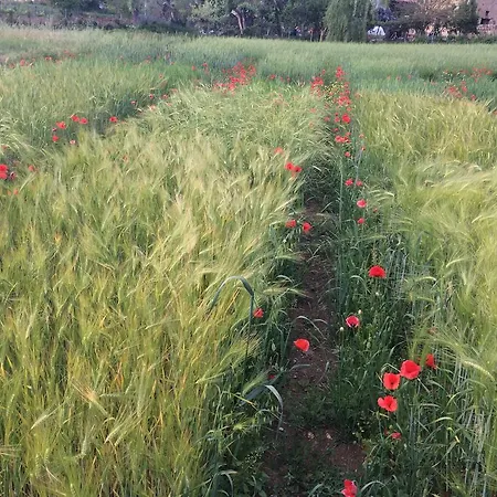 Azienda Agricola Il Querceto