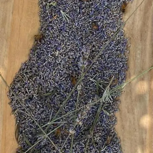 Фермерский дом Azienda Agricola Il Querceto Marsicovetere