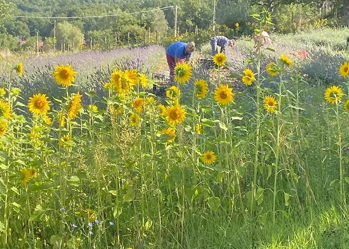 Azienda Agricola Il Querceto *