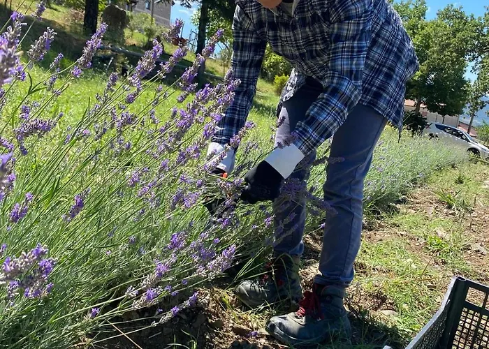Azienda Agricola Il Querceto Marsicovetere