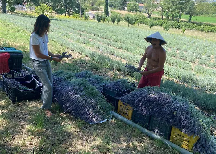 Azienda Agricola Il Querceto * Marsicovetere